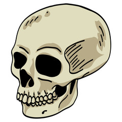 Skull Head Skeleton Doodle Drawing Vector Illustration