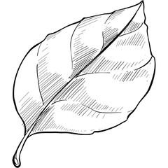 apple leaf handdrawn illustration