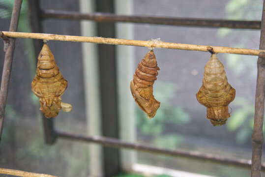 Cocoons of butterflies, pupa of insect.