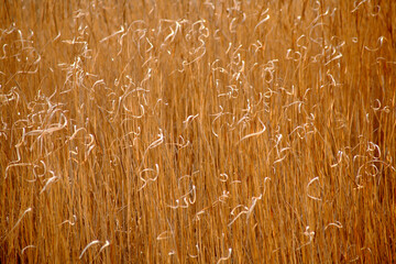 reeds of spring