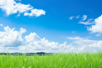 夏の青空と田んぼの稲のイメージ02