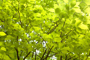Fototapeta na wymiar leaves of a persimmon tree
