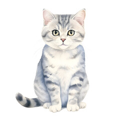 Obraz premium Watercolor illustration of a Scottish shorthair cat