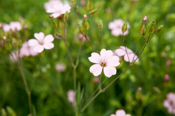 bouncing Bet flowers