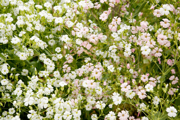 bouncing Bet flowers