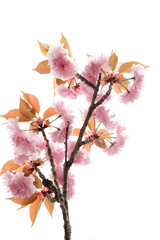pink cherry blossoms