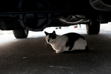 a cat under a car