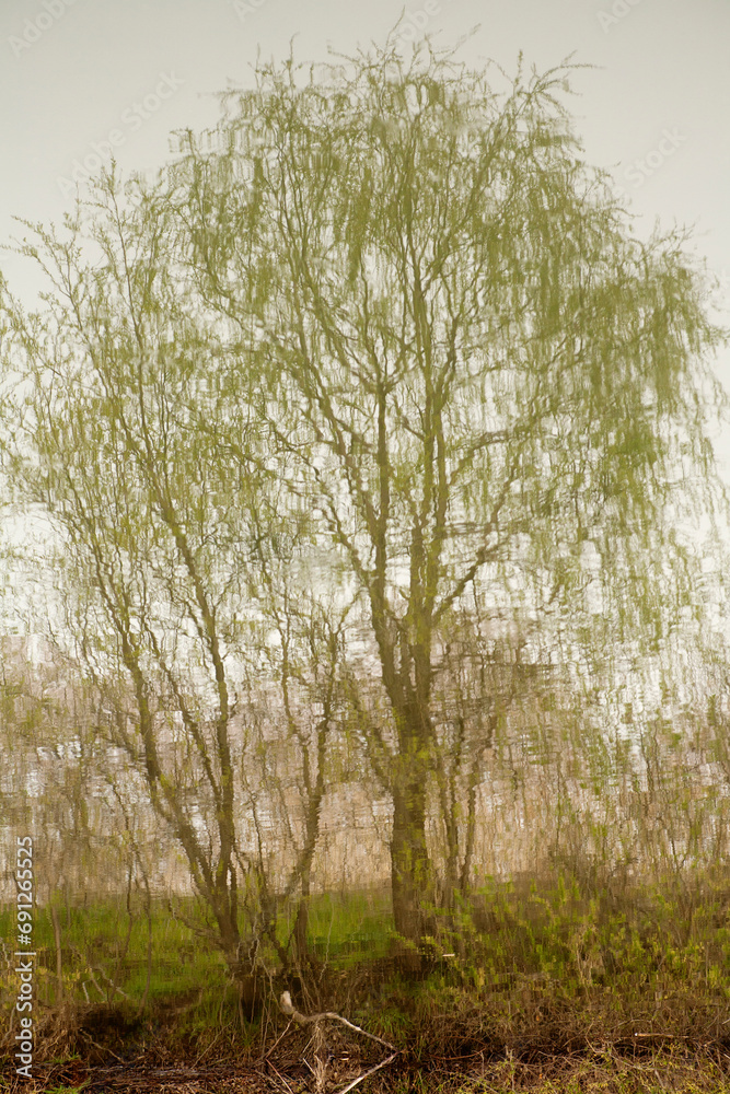 Wall mural willow reflected in the water