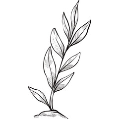 plant handdrawn illustration