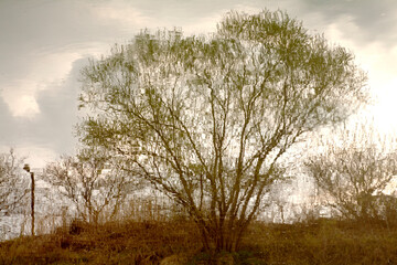 willow reflected in the water