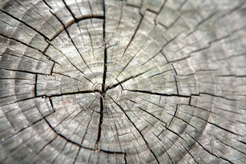 cross section of tree