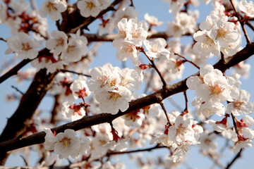 plum blossoms