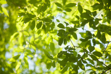 Cherry Leaves in May