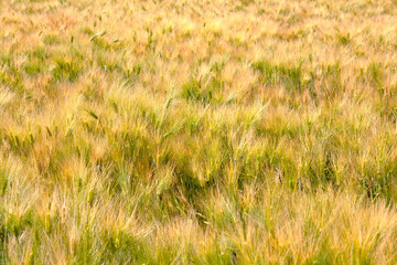 view of the barley fields in June
