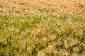 view of the barley fields in June