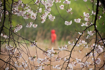 walk when cherry blossoms bloom