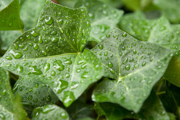 green leaf with water drops
