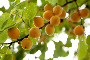 fruits of the apricot tree