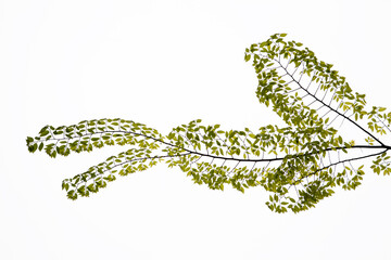 tender green in April