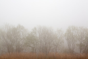 willow trees in the mist © ccarax