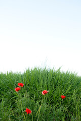 field of red poppies