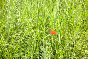 poppy in the grass