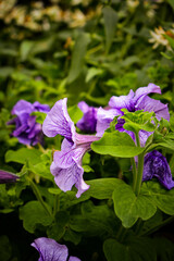 purple flowers in the garden