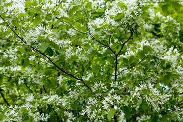 Chionanthus retusa flowers