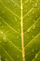 leaf with drops