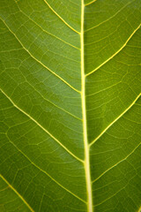 green leaf texture