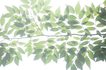 leaves of a zelkova tree