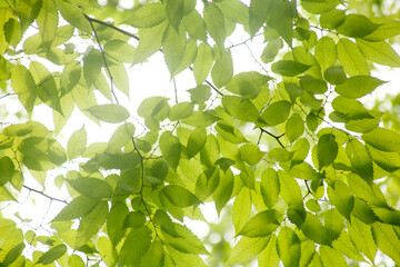 leaves of a zelkova tree