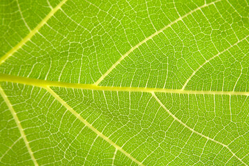 close up of leaf