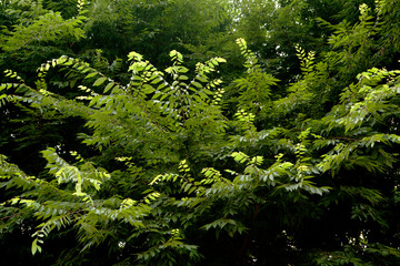 leaves of a zelkova tree