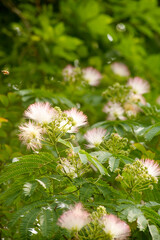 Albizzia julibrissin and honeybee