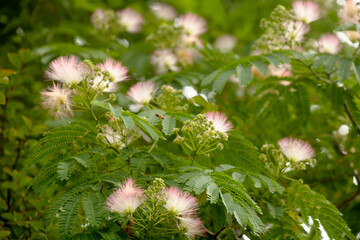 Fototapeta premium Albizzia julibrissin and honeybee