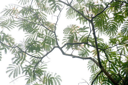 silk-tree flowers