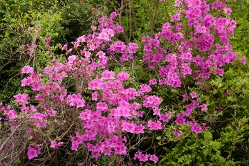 Raamstickers royal azalea blossoms © ccarax