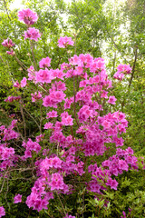 Obraz premium royal azalea blossoms