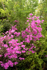 royal azalea blossoms