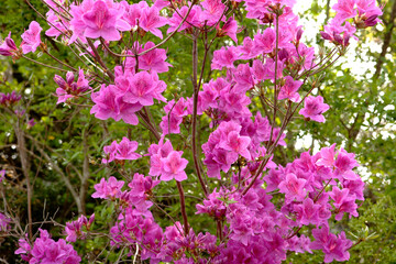 royal azalea blossoms