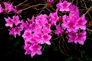 Foto auf Acrylglas royal azalea blossoms © ccarax