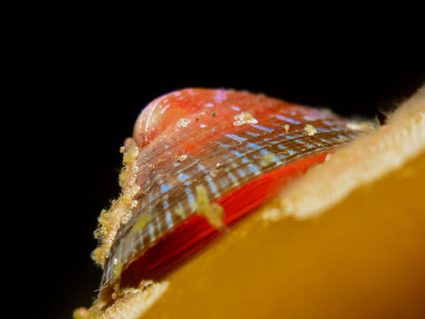 Common limpet on a kelp