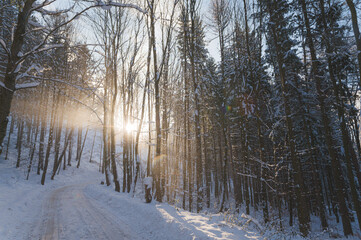 Las zimą. Słońce przebijające zimowy las. Zimowy krajobraz.