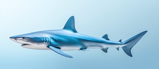 Naklejka premium Cantabrian Sea's blue shark.