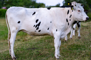 White Cow on a pasture in Alps. Cows in grassy field. Dairy cows in the farm pastures. Black and white cows. Holstein cows. British Friesian cow. Black pied cow. Holstein Friesian.
