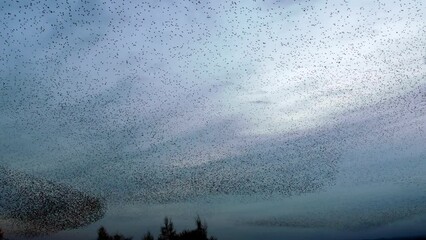 Large flock of starlings gathering on a winter  evening making amazing shapes