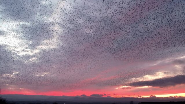 Thousands of starlings murmurate against a beautiful evening sky background
