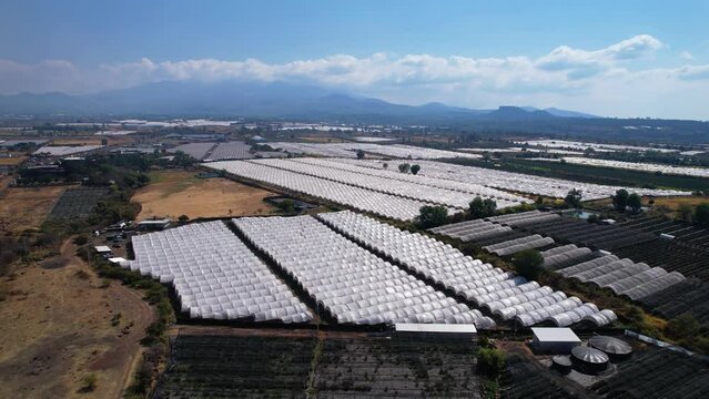 Aerial of blueberry farm in remote land in Michoac&aacute;n Mexico