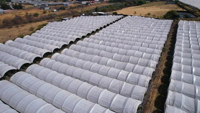 Slow aerial rise and pan over Blueberry plantation to reveal more farms in Michoac&aacute;n Mexico.